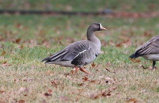 Greater White-fronted Goose, ML401144611