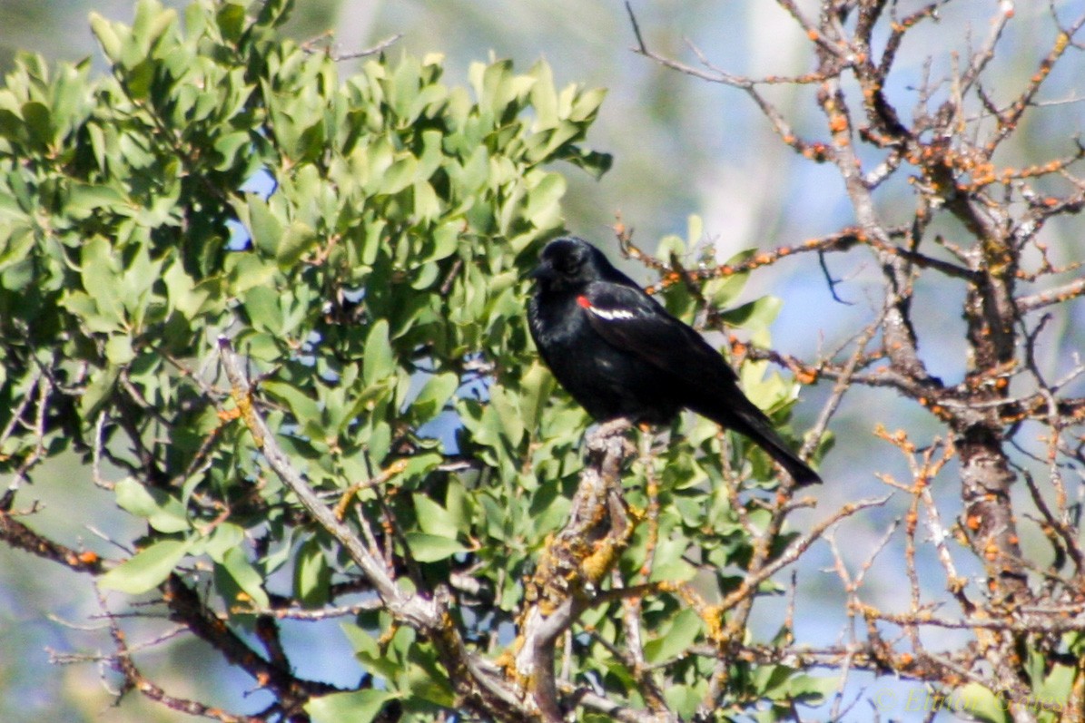 Tricolored Blackbird - ML40114731
