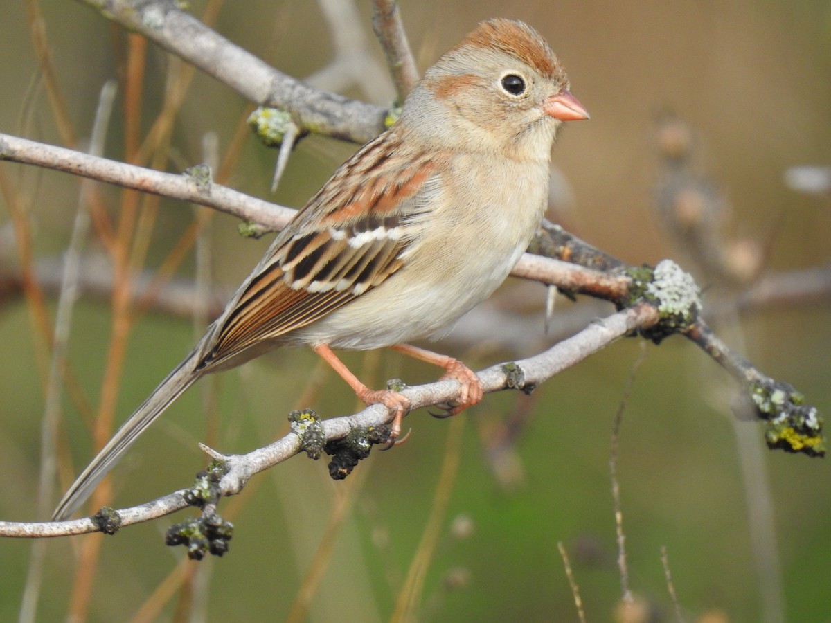 Field Sparrow - Jennifer Linde