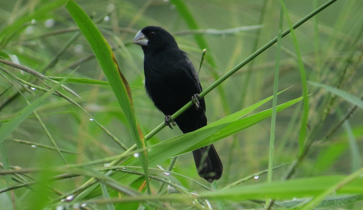 Large-billed Seed-Finch - ML401153951