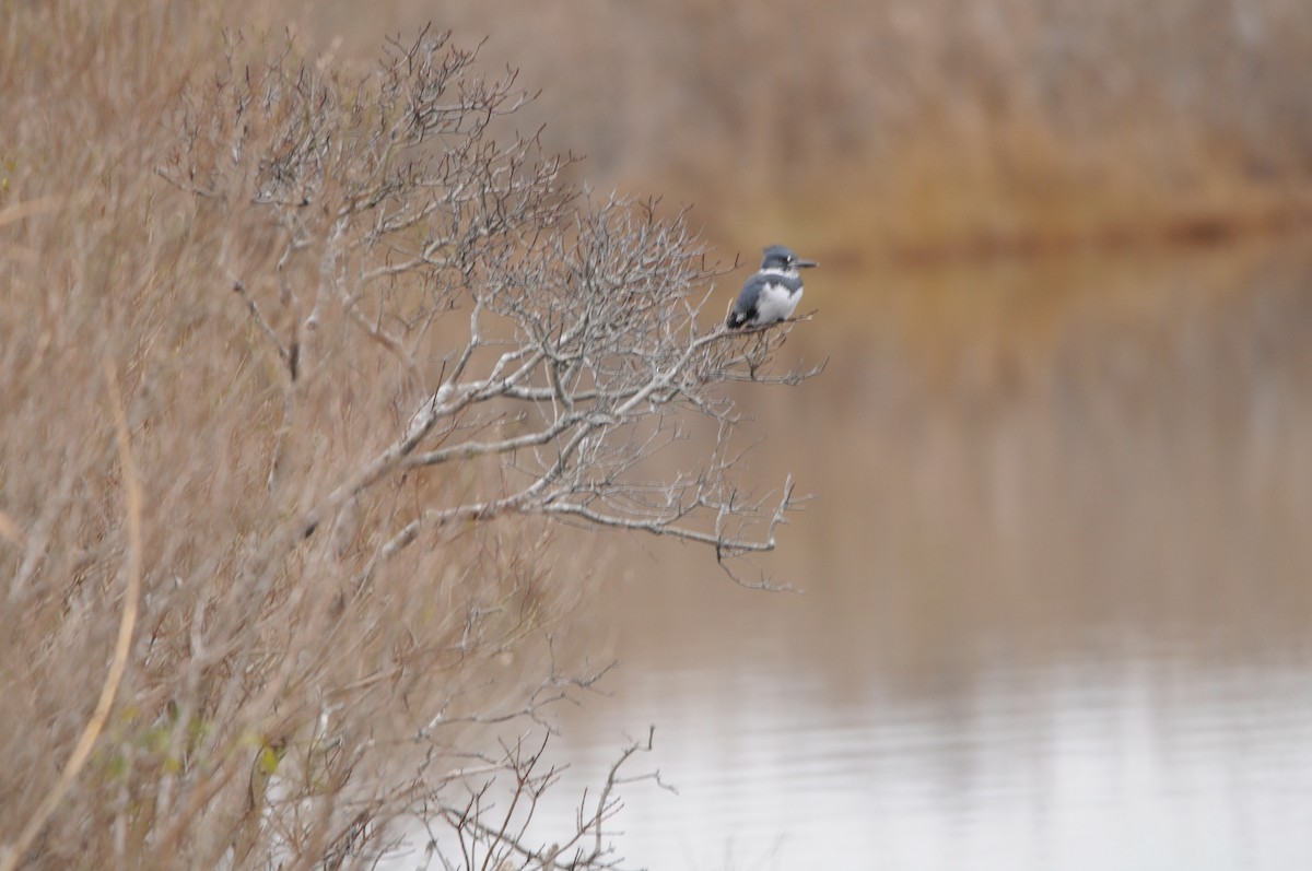 Belted Kingfisher - ML401161821