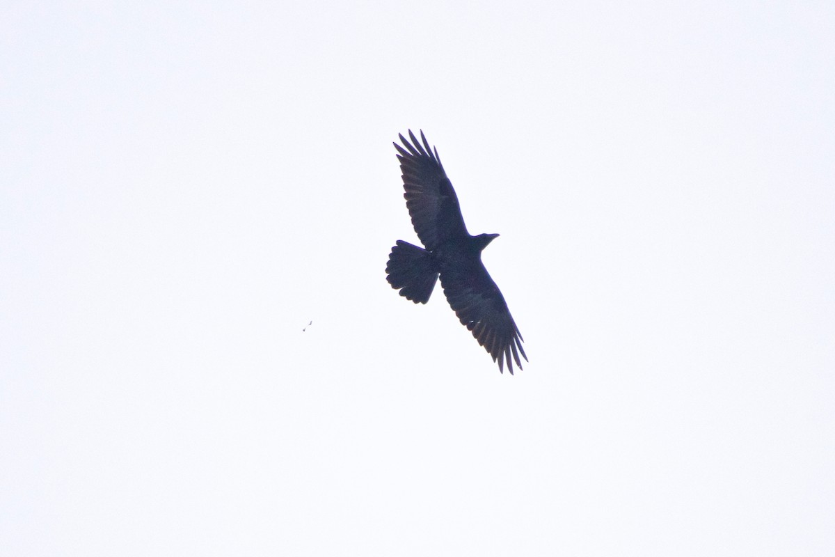 Common Raven - ML401170211