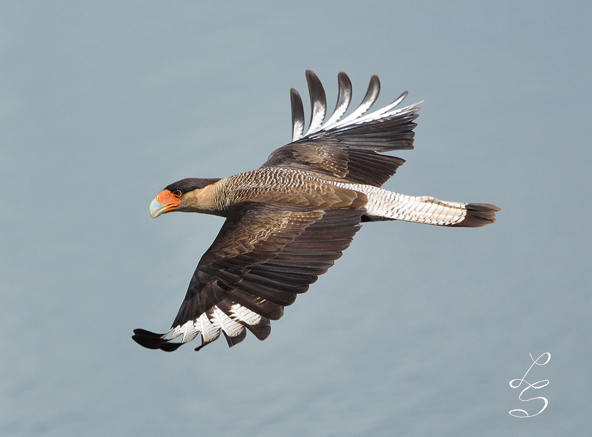 Crested Caracara (Southern) - ML40117601