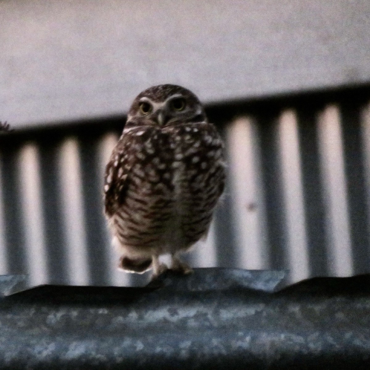 Burrowing Owl - Anita Toney