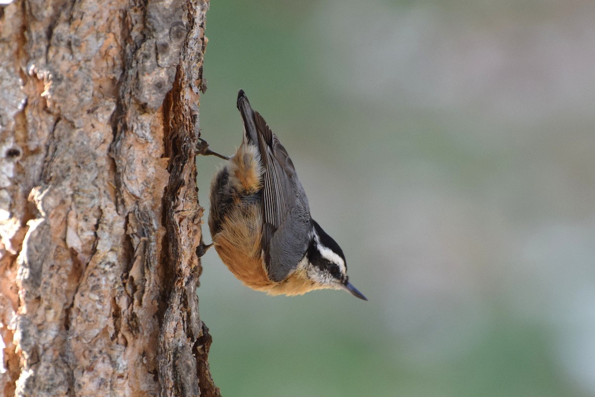 Red-breasted Nuthatch - ML40118031