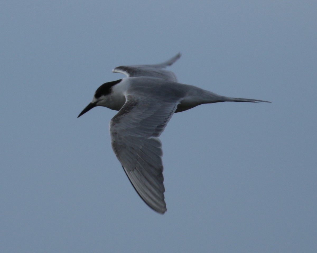 Common Tern - ML40119041