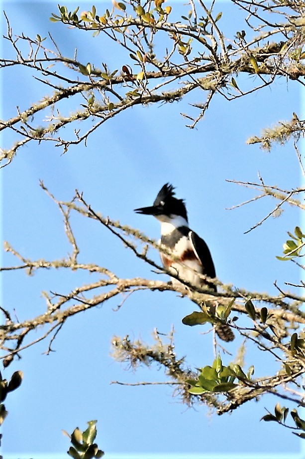 Belted Kingfisher - Mary Harrell
