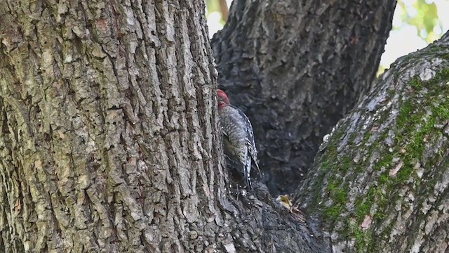 Red-breasted Sapsucker - ML401194471