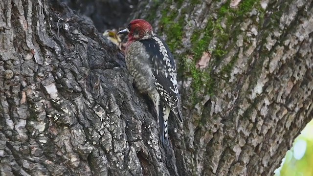 Red-breasted Sapsucker - ML401195121