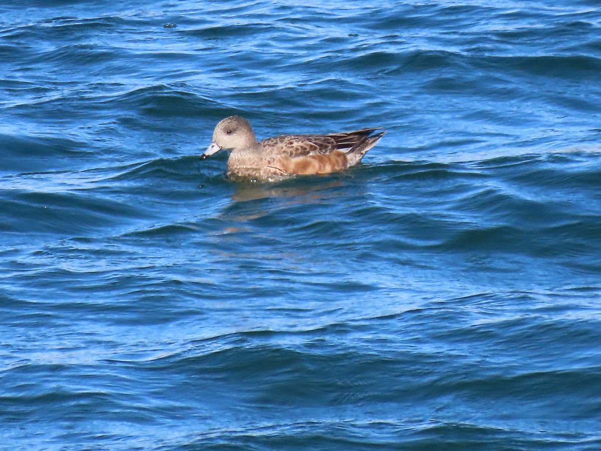 American Wigeon - Anne (Webster) Leight