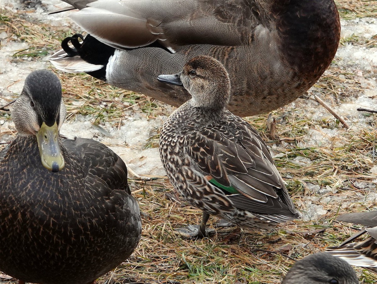Green-winged Teal - ML401196391