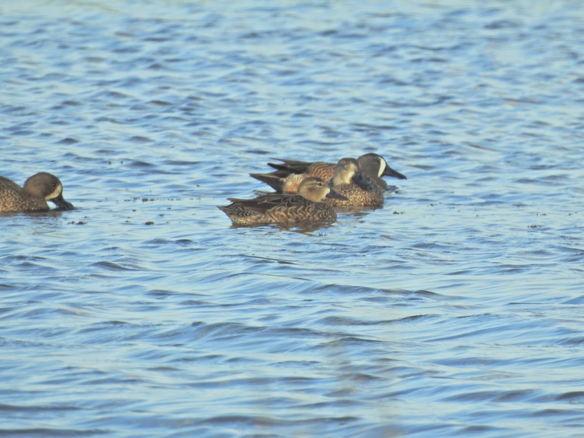 Blue-winged Teal - ML40119941