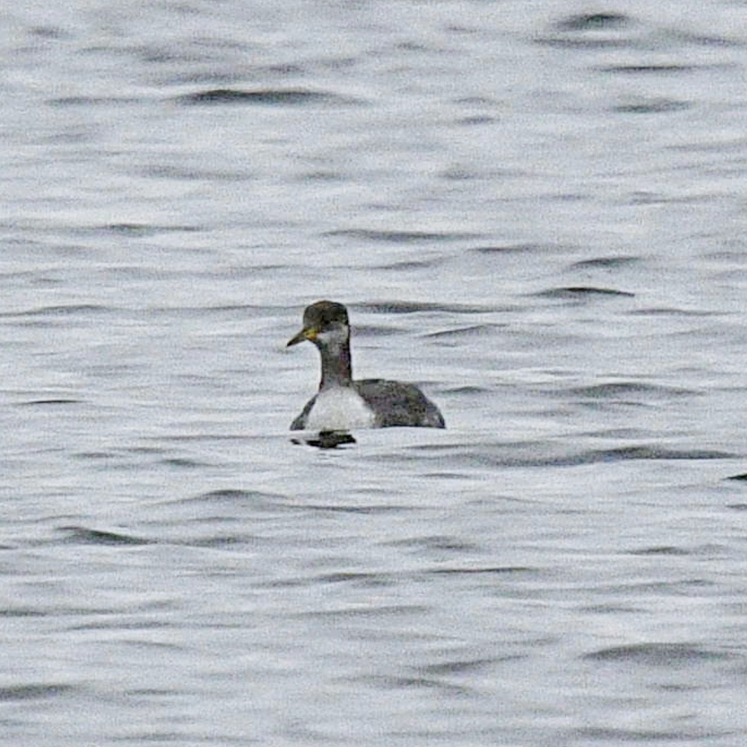 Red-necked Grebe - ML401200211
