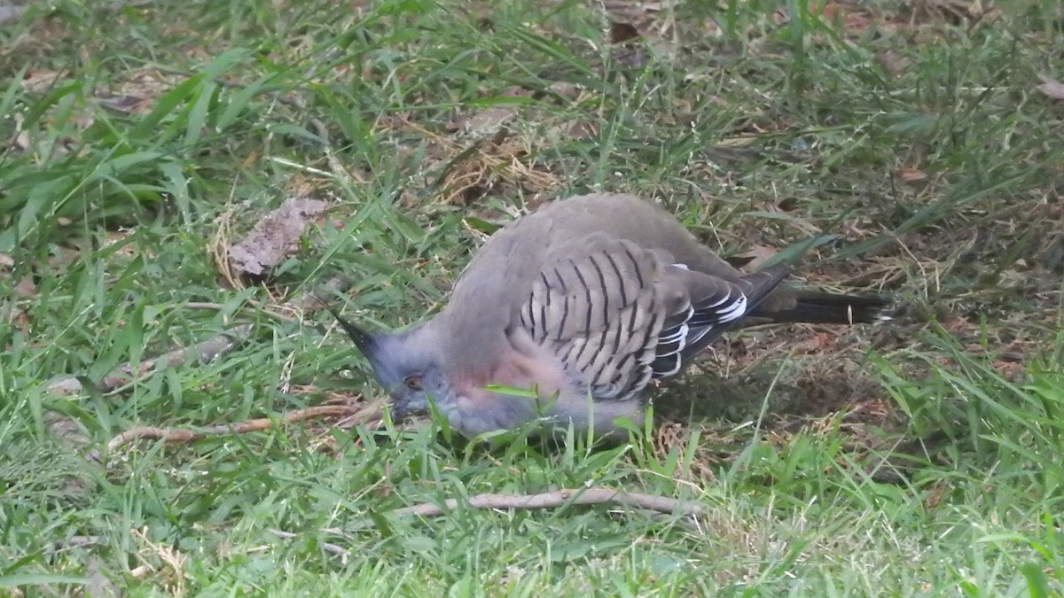 Crested Pigeon - ML40120221