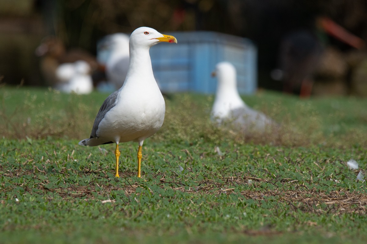 Yellow-legged Gull - netanel yarkoni