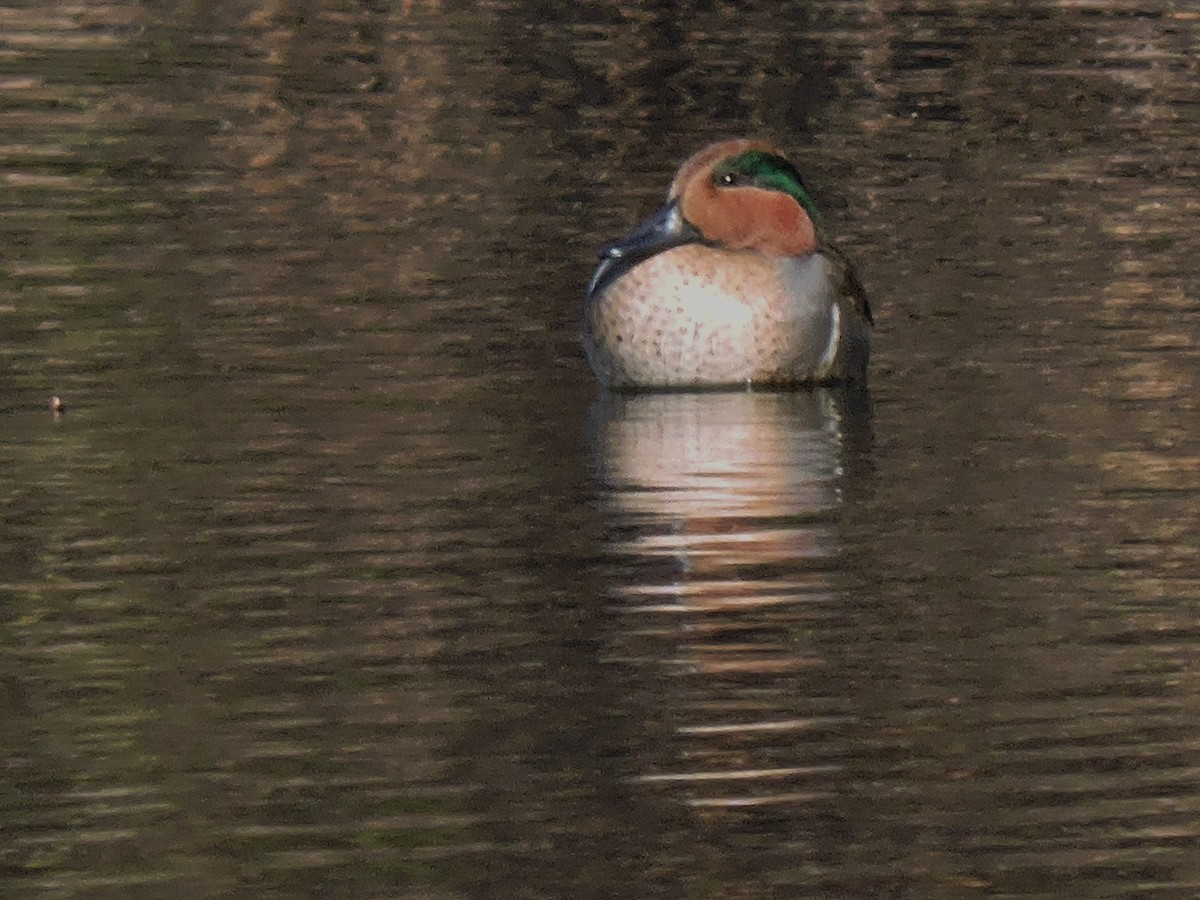 Green-winged Teal - Eric Michael