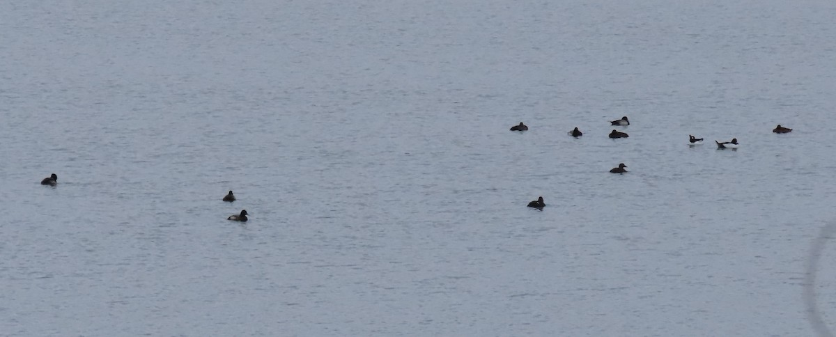 Greater Scaup - ML401205681