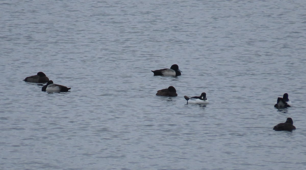 Greater Scaup - ML401205771