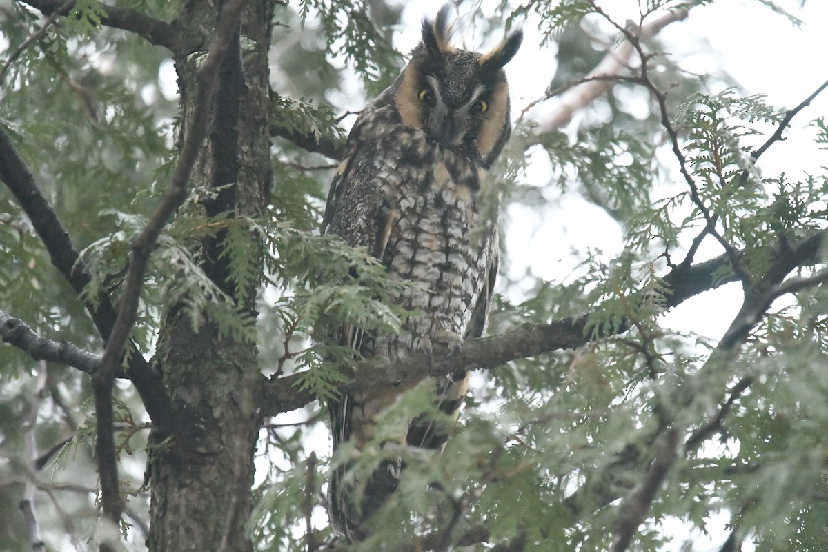 Long-eared Owl - ML401211271