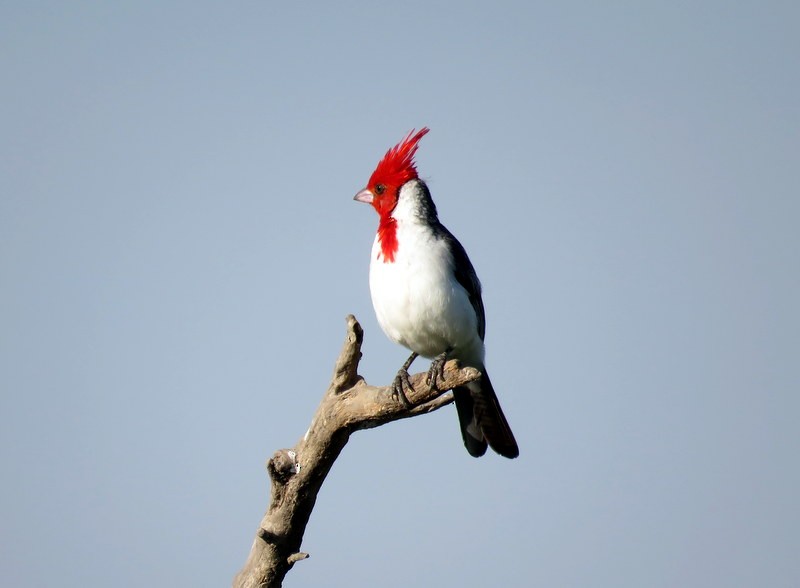 Red-crested Cardinal - Juan Muñoz de Toro
