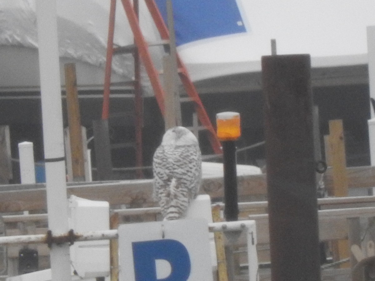 Snowy Owl - ML401216931