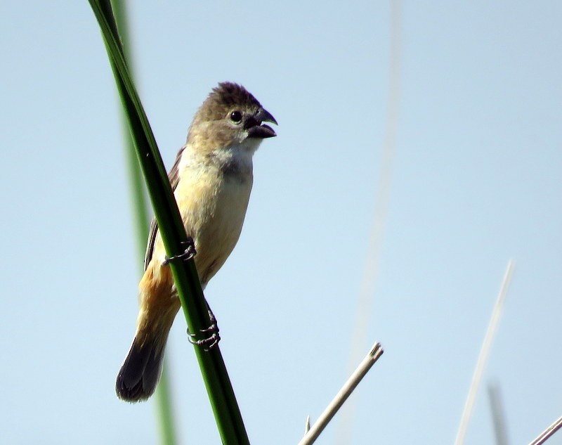 Rusty-collared Seedeater - ML401217021