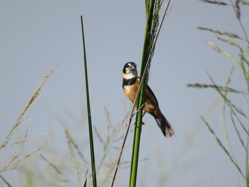 Rusty-collared Seedeater - ML401217031