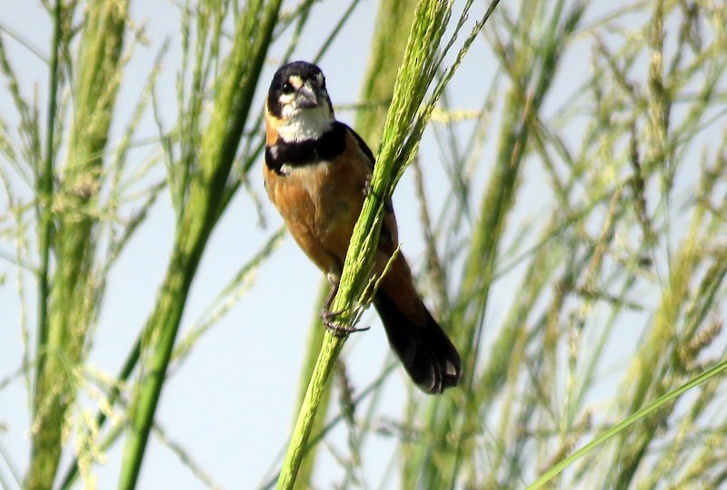 Rusty-collared Seedeater - ML401217051