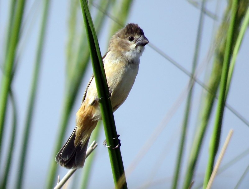 Rusty-collared Seedeater - ML401217061