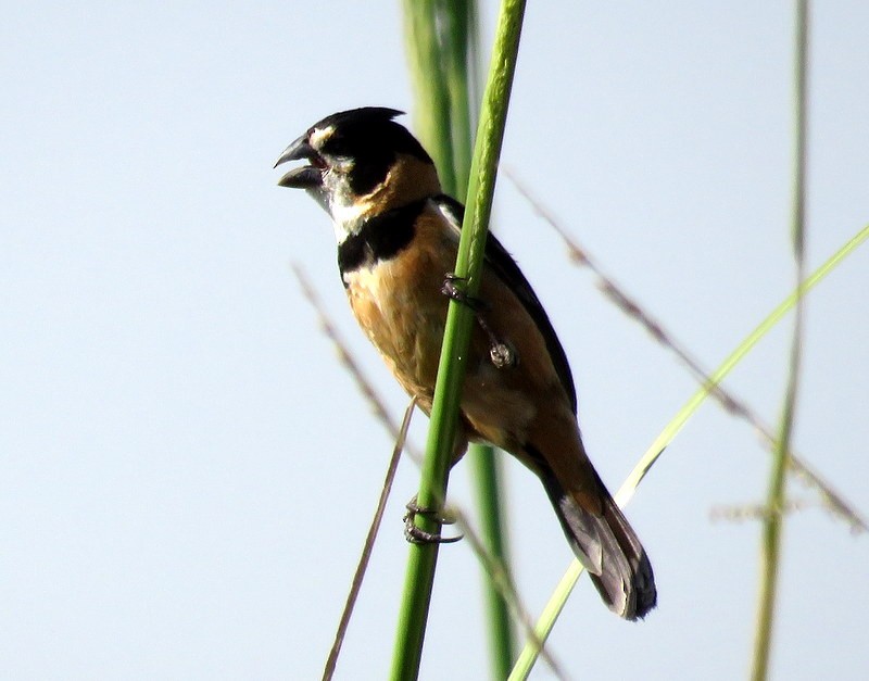 Rusty-collared Seedeater - ML401217081