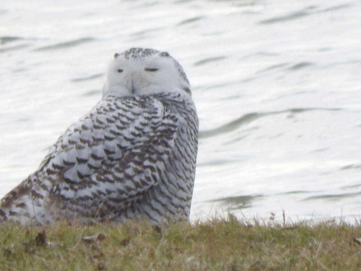 Snowy Owl - ML401217931