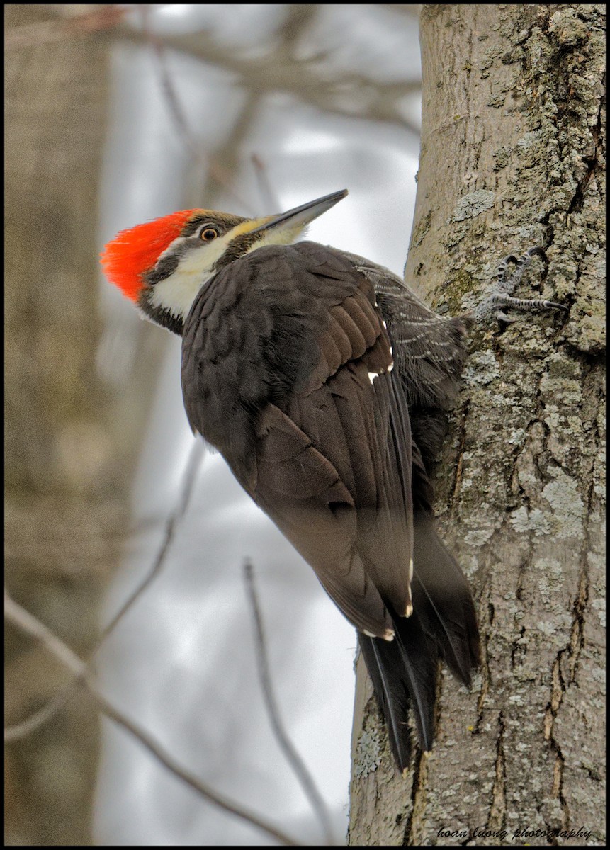 Pileated Woodpecker - ML401226561