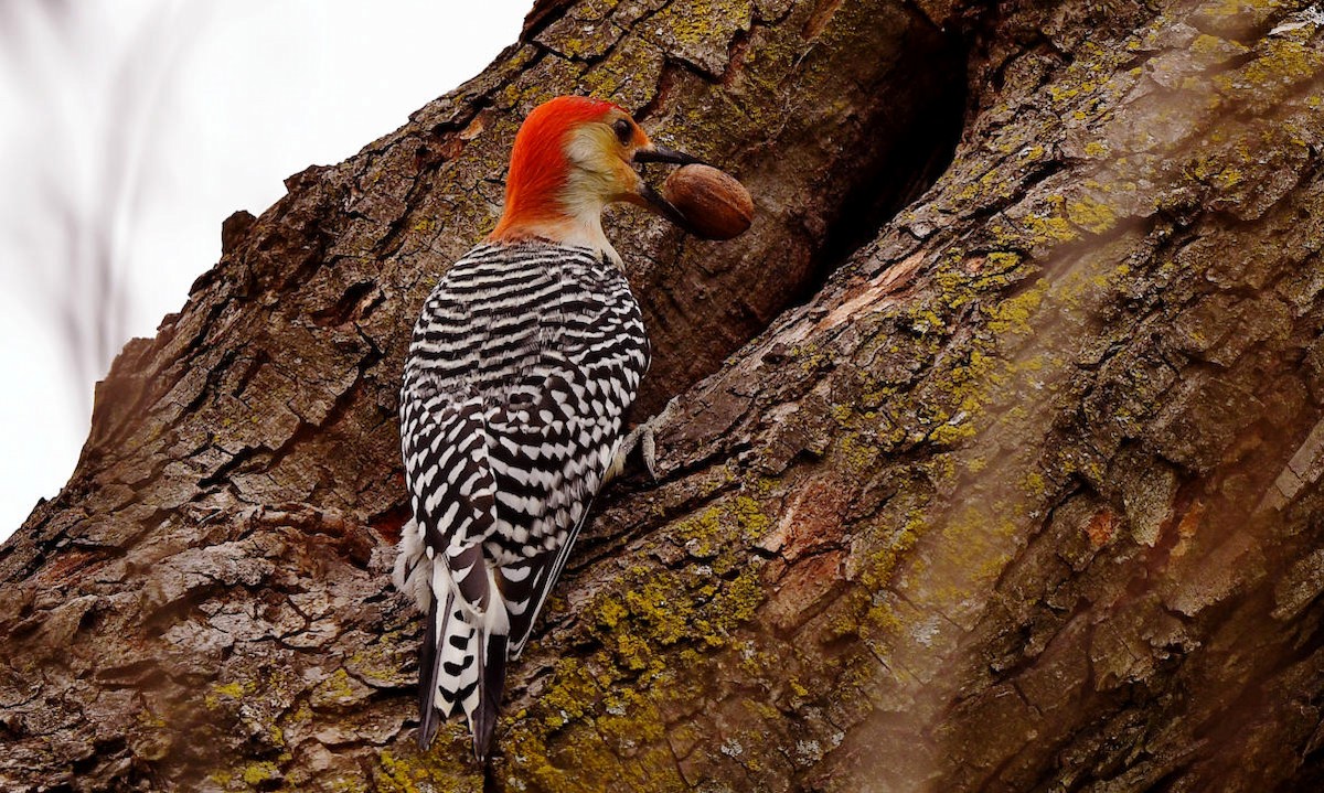 Red-bellied Woodpecker - ML401228711