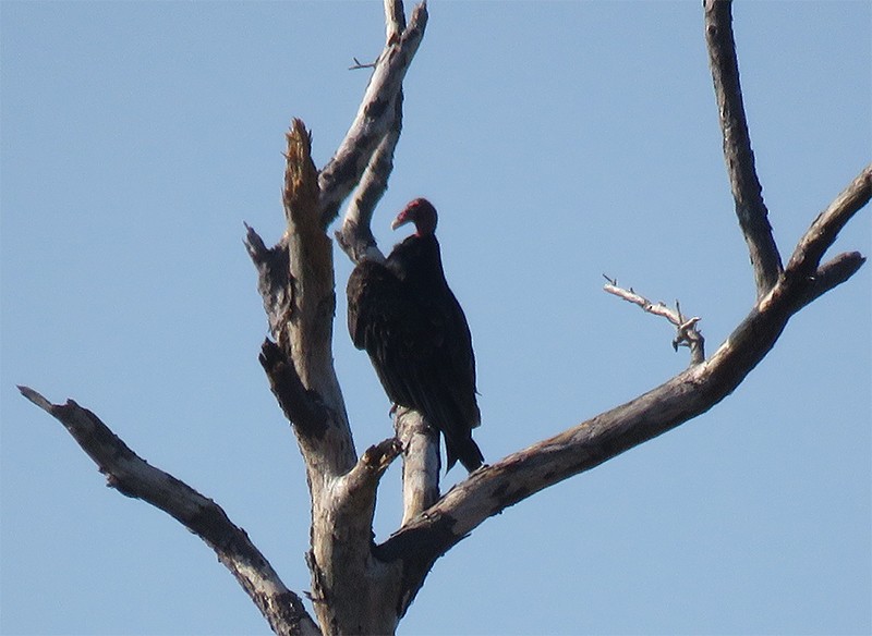 Turkey Vulture - Karen Lebing
