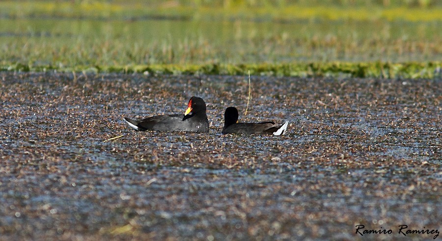 Red-fronted Coot - ML40123701