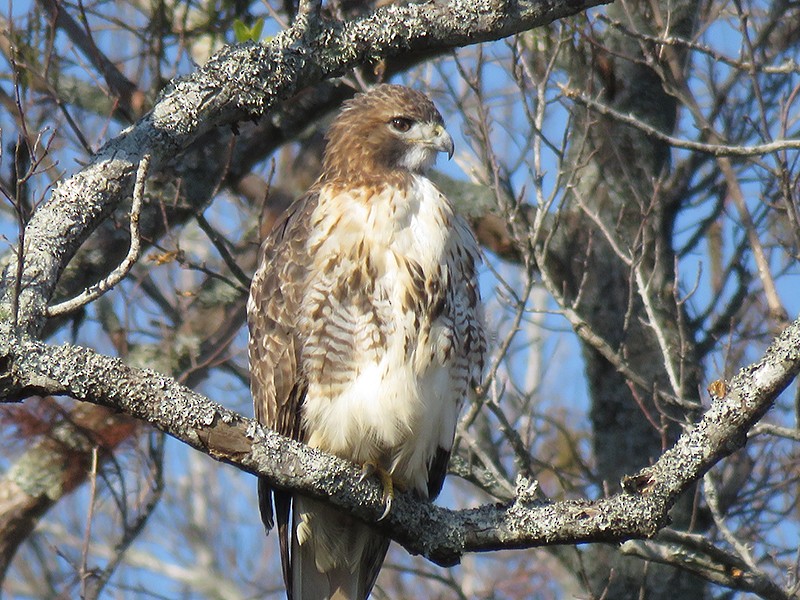 Red-tailed Hawk - Karen Lebing