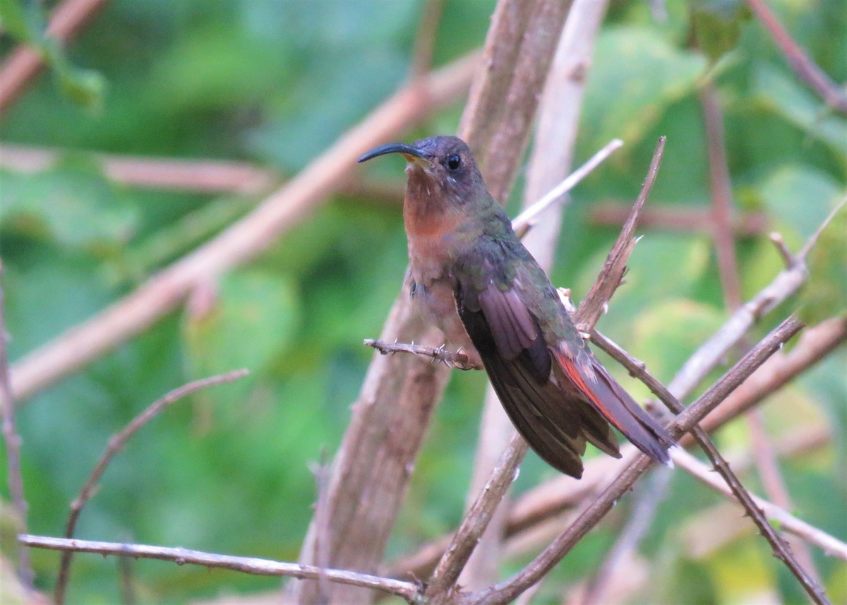 Rufous-breasted Hermit - ML401239711