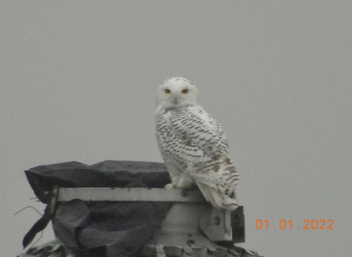Snowy Owl - ML401239971
