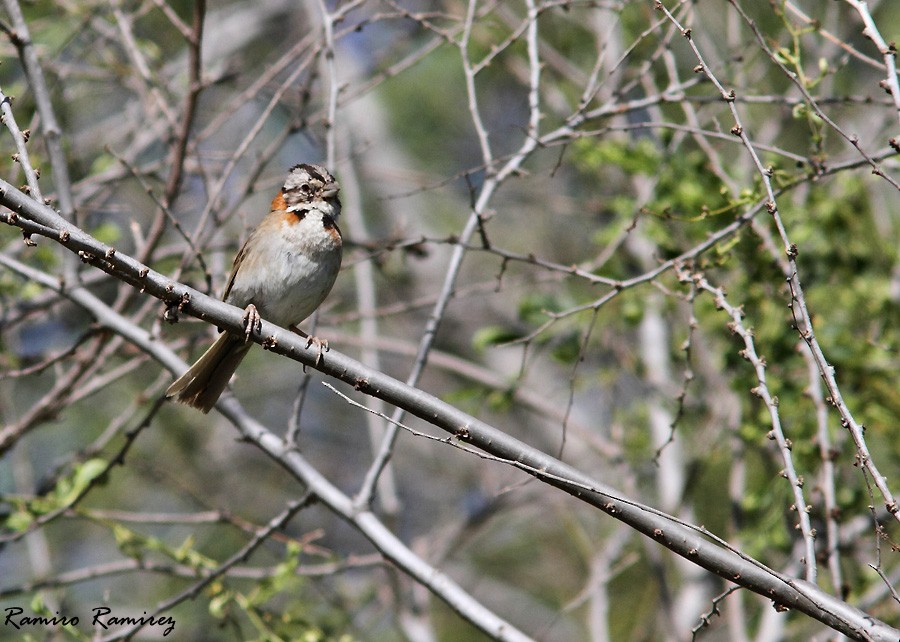 Rufous-collared Sparrow - ML40124151