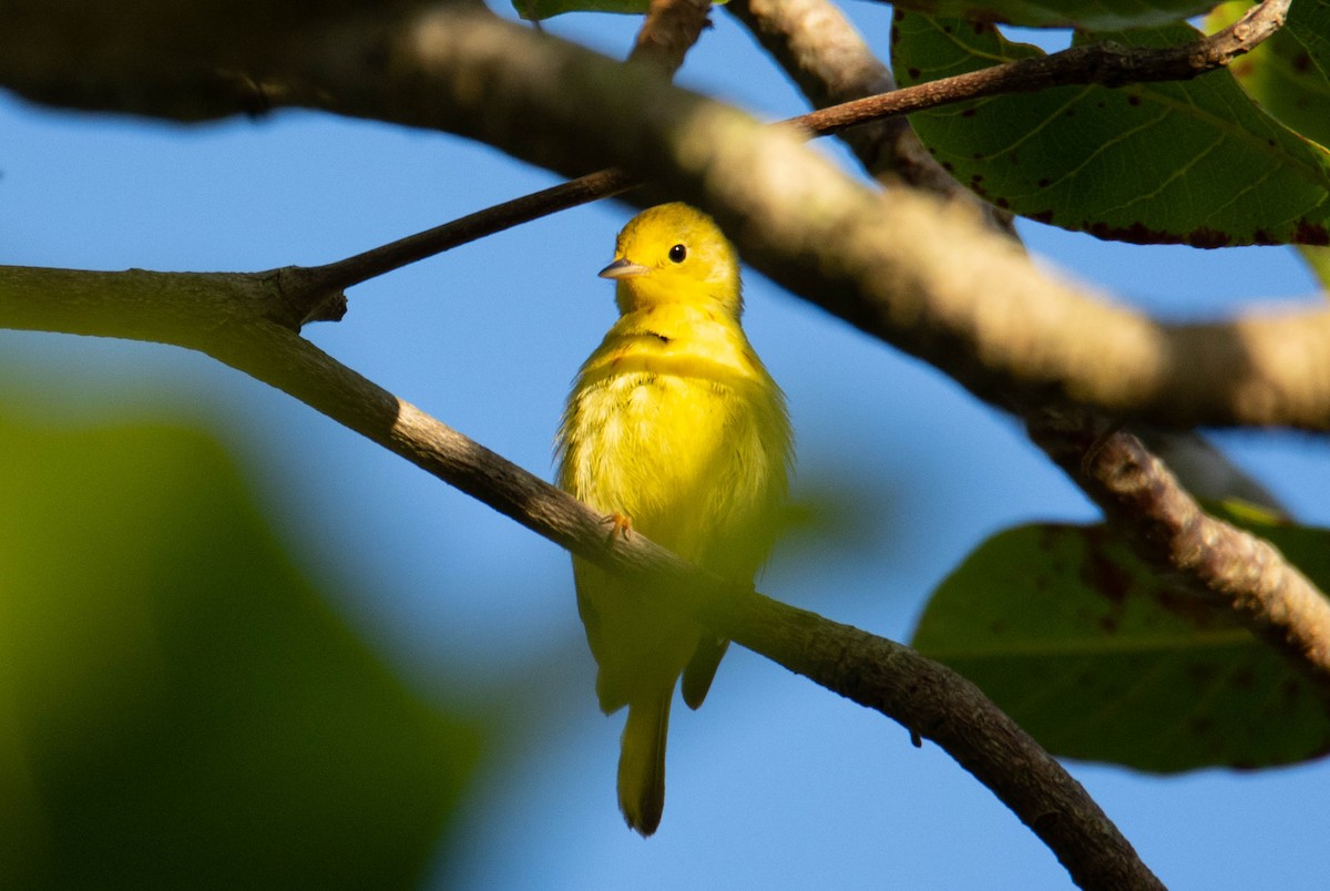 Yellow Warbler (Northern) - Victor Feliciano