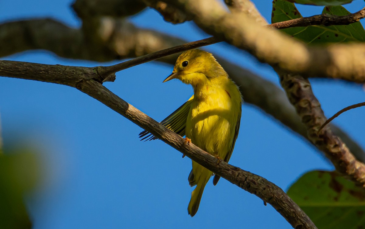 Yellow Warbler (Northern) - Victor Feliciano