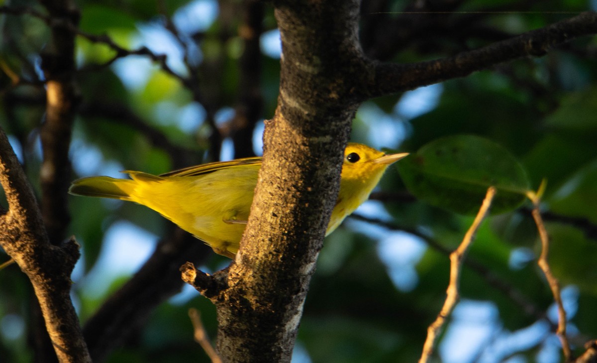 Yellow Warbler (Northern) - ML401243611