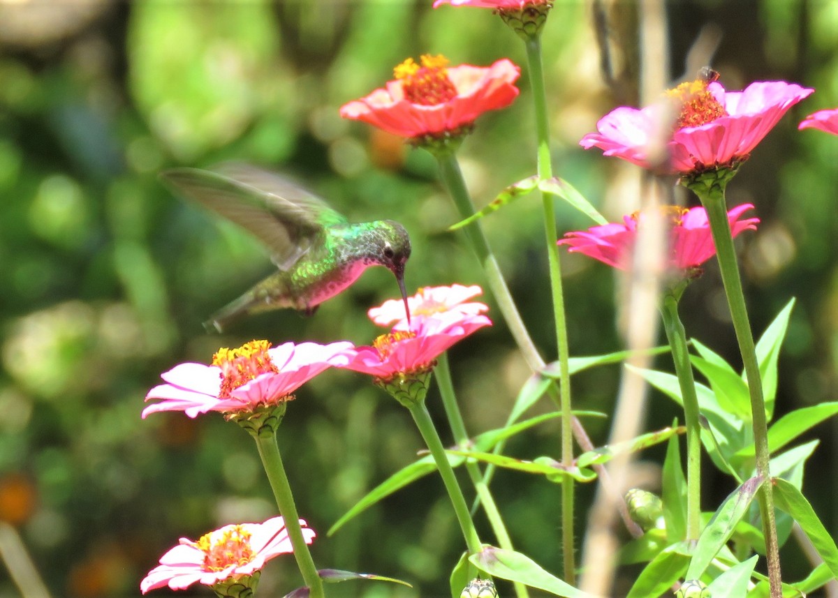 kolibřík pestrý - ML401244411