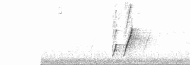 Krummschnabel-Spottdrossel [palmeri-Gruppe] - ML40124531