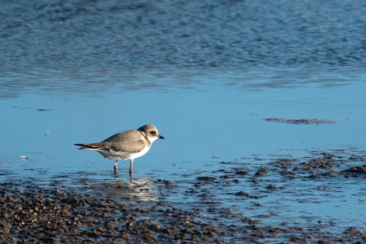 Common Ringed Plover - ML401247991