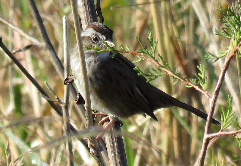 Swamp Sparrow - Karen Lebing