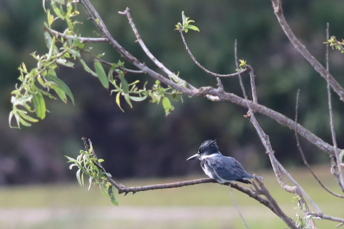 Belted Kingfisher - ML401249921