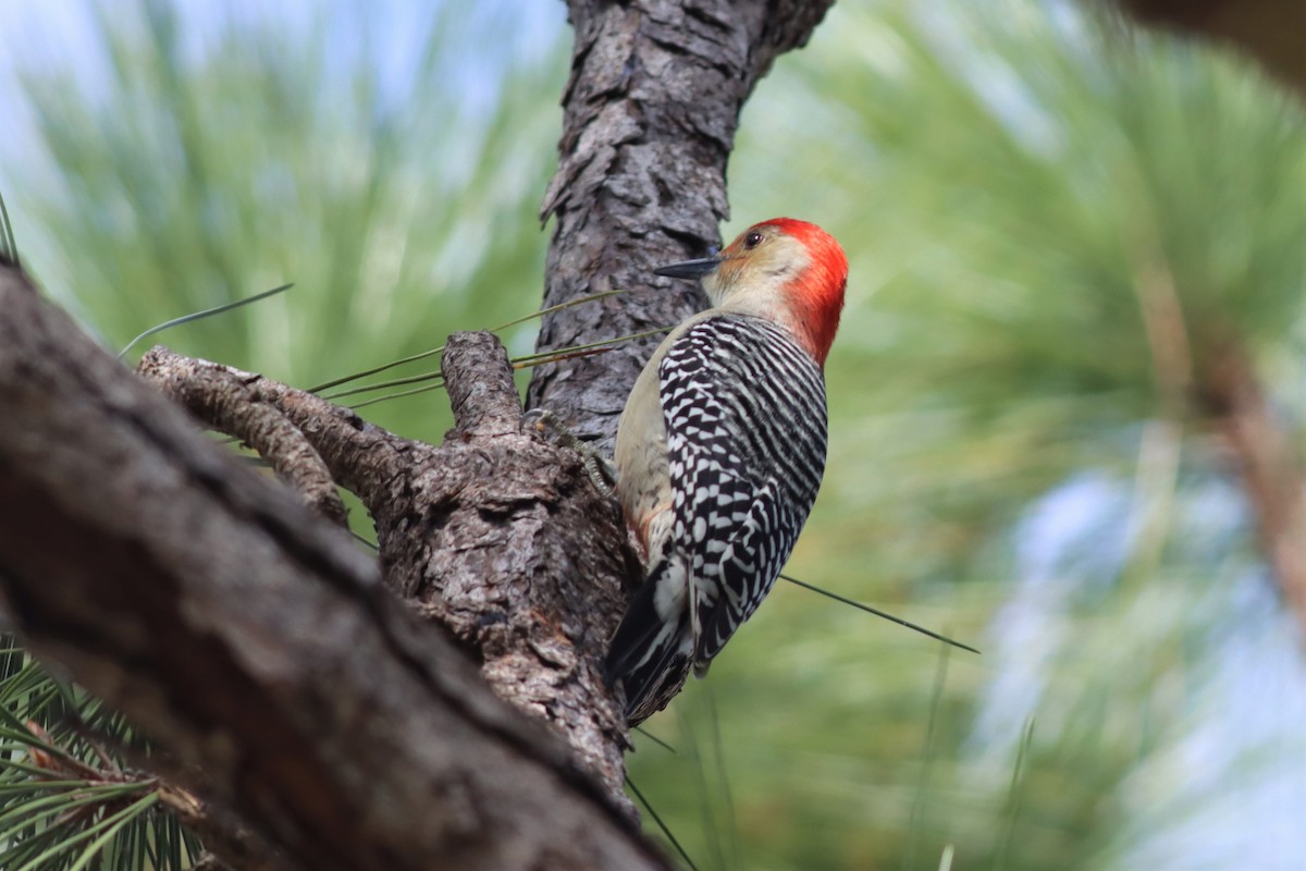 Red-bellied Woodpecker - ML401250531