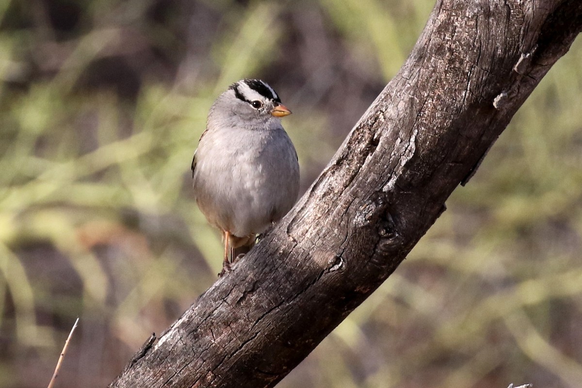 White-crowned Sparrow - ML40125071