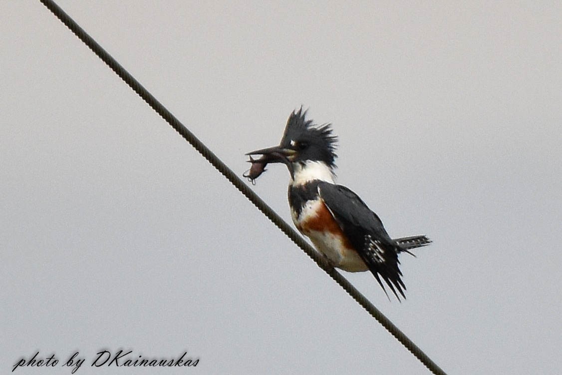 Belted Kingfisher - ML40125131